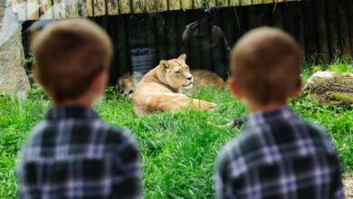 belfast zoo