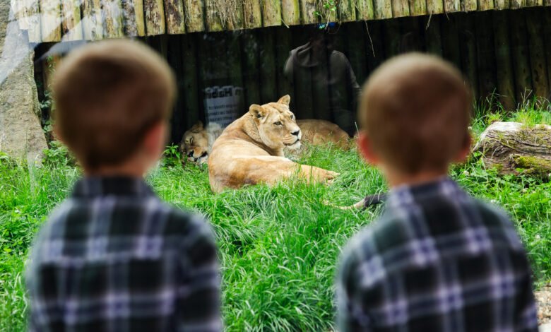 belfast zoo