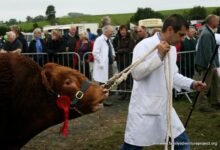 westmorland show