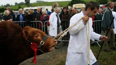 westmorland show